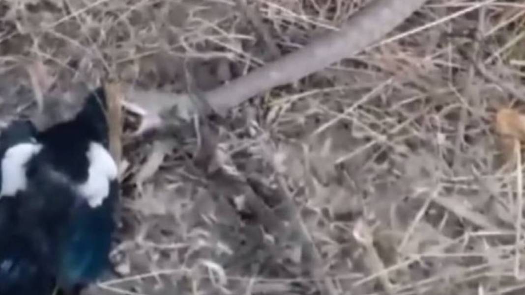 Burası vahşi doğa değil Türkiye! Yırtıcı-sürüngen savaşı kanlı bitti, canlı canlı izlediler 3